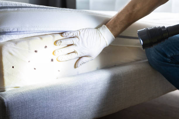 Best Bed Bug Extermination  in Tonto Basin, AZ